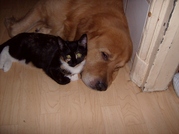 honden foto van natascha de wit