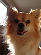 honden foto van Mandy en Milo