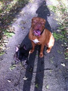 honden foto van Coco & Chanel