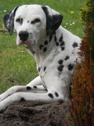 honden foto van Kim1989