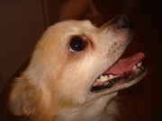 honden foto van Sanne (en Toby)