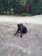 honden foto honden foto van Hazel87