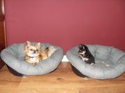 honden foto van baukje