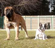 honden foto van joos monique