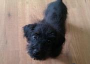 honden foto honden foto van Ellen Fritz