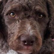 honden foto van Arzu 