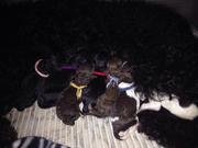 honden foto van Barbet