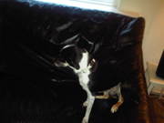 honden foto van luun