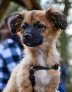 honden foto van Paul & Bo en Pip.