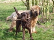 honden foto van Diane