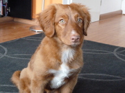honden foto honden foto van duncan olthof