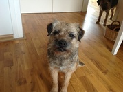 honden foto van Mazzel en Twinkel de bordertjes