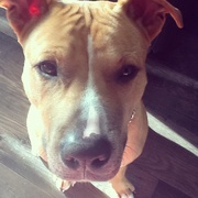 honden foto van Lodie en Duko