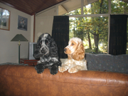 honden foto van Sonja de Bruin