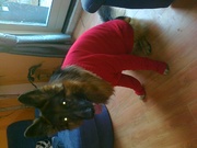 honden foto van Alexa