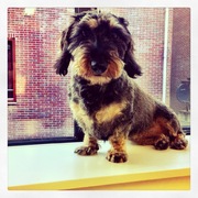 honden foto van Iris