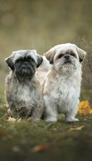 honden foto van Binky & Rocky