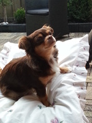 honden foto van Willeke bazinnetje van Noa