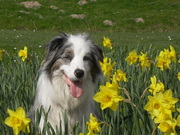 honden foto van Corry en Bailey