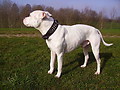 honden foto van Marco van Laanen