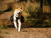 honden foto van J.Venema
