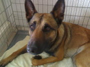 honden foto van Juna