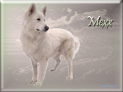 honden foto van Mexx