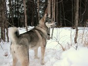 honden foto van Celine