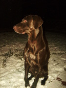 honden foto honden foto van Lindsey