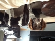 honden foto van Annelies