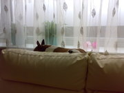 honden foto van monica