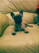 honden foto honden foto van Ea Lemaire