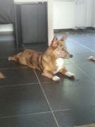 honden foto van Angela