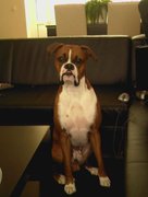 honden foto honden foto van deborah en haydut