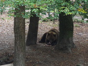 honden foto honden foto van tosca