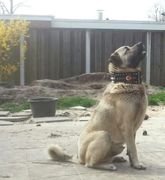 honden foto van Sahin