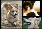 honden foto van Pauline - Kiara, Hayzel, Finn, Yara & Luna