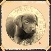honden foto van Cindy