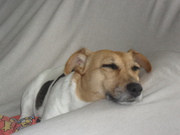 honden foto honden foto van tine