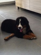 honden foto van Brecht