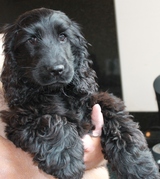 honden foto van Dumarey Sachine