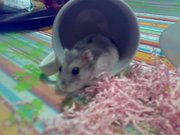 honden foto van Denice