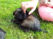 honden foto honden foto van Dex