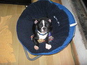 honden foto van pamela