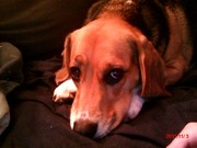 honden foto honden foto van kiandracailly