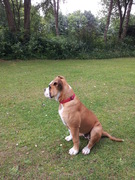 honden foto van cisco