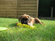 honden foto van Kenny De Vos