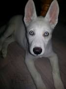 honden foto van Denise