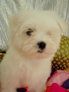 honden foto van Kirsy 