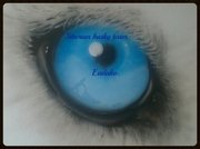 honden foto van 4dogs